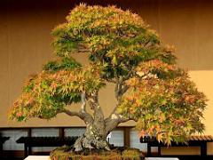 149 BONZAI A MAULEVRIER 2016_000023